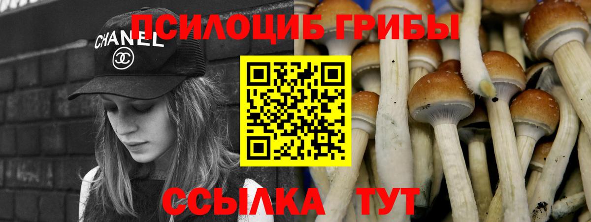 Узловая  как найти   Вход с VPN  Галлюциногенные грибы Cubensis 